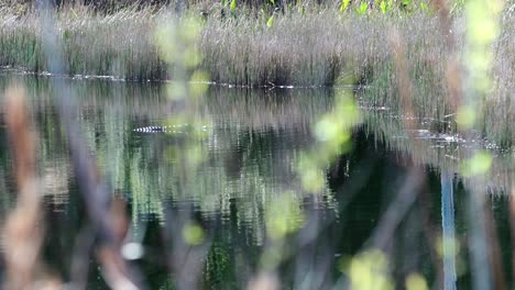 Alligator-moves-across-lake,-shot-through-sea-grass-during-the-day