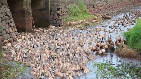 Los-Patos-Vienen-En-Bandadas-En-Filas,-Una-Bandada-De-Patos-Nadando-En-El-Agua,-La-Cría-De-Patos-En-Asia.