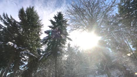 Die-Natur-In-Eine-Schneedecke-Gehüllt