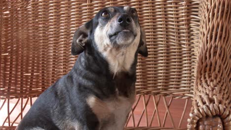 A-small-dog-grimacing-at-the-camera-showing-her-teeth,-close-up