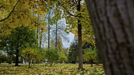 Trees-branches-covered-by-yellow-leaves.