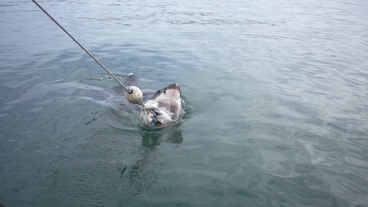 미끼를 먹고 치명적인 이빨을 드러내는 백상어의 장대한 슬로모션