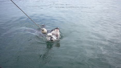 epic slowmotion of a white shark eating a bait and revealing its deadly teeth