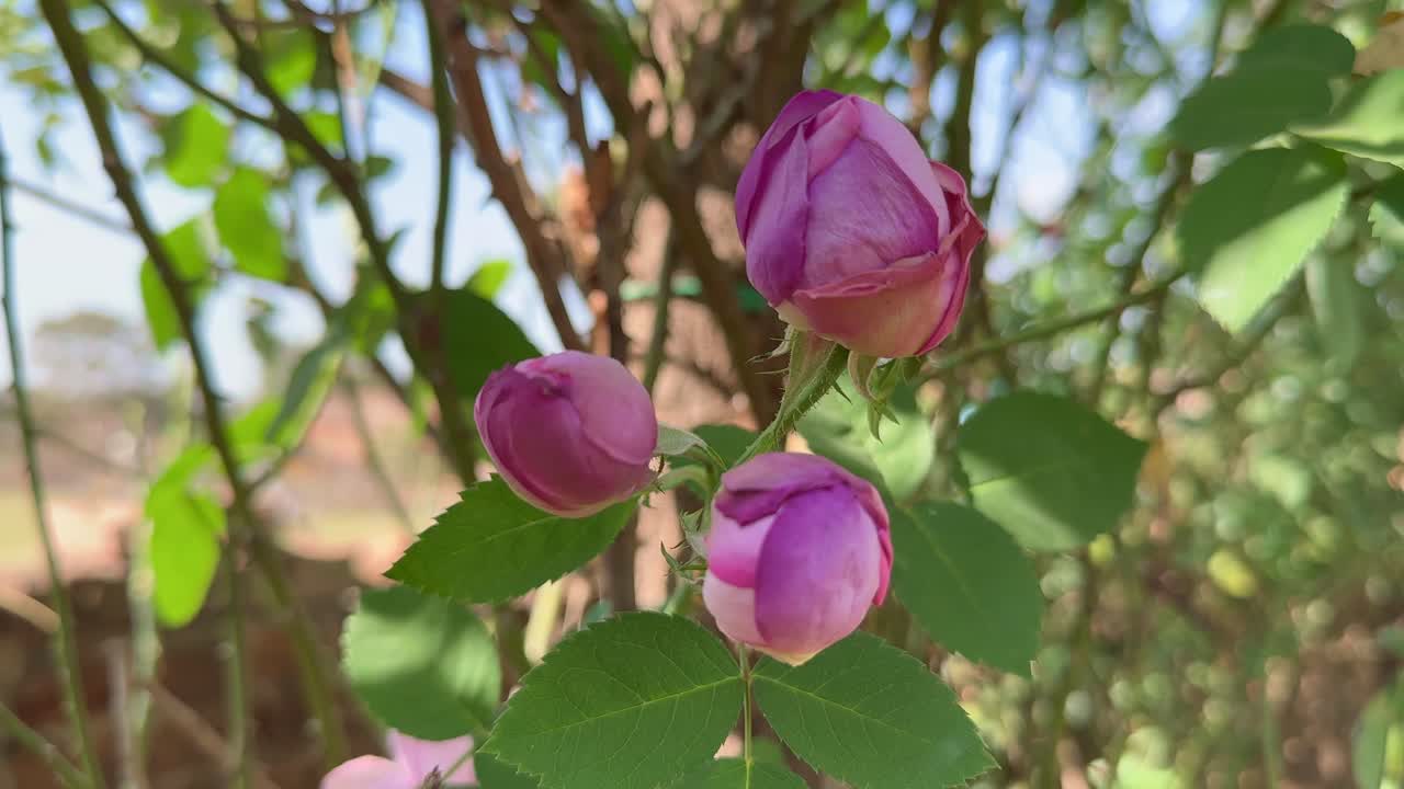 closeup shot of a buds of pink roses