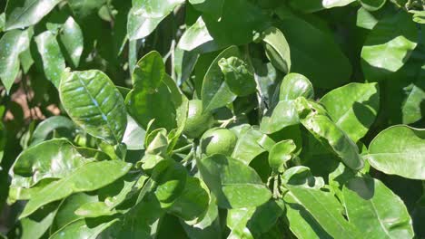 Zitronenfrüchte,-Die-An-Einem-Sonnigen-Sommertag-Am-Zitronenbaum-Hängen