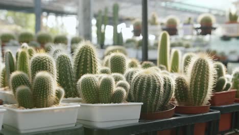 vista de la amplia variedad de plantas con flores de la familia de los cactus para la decoración de interiores