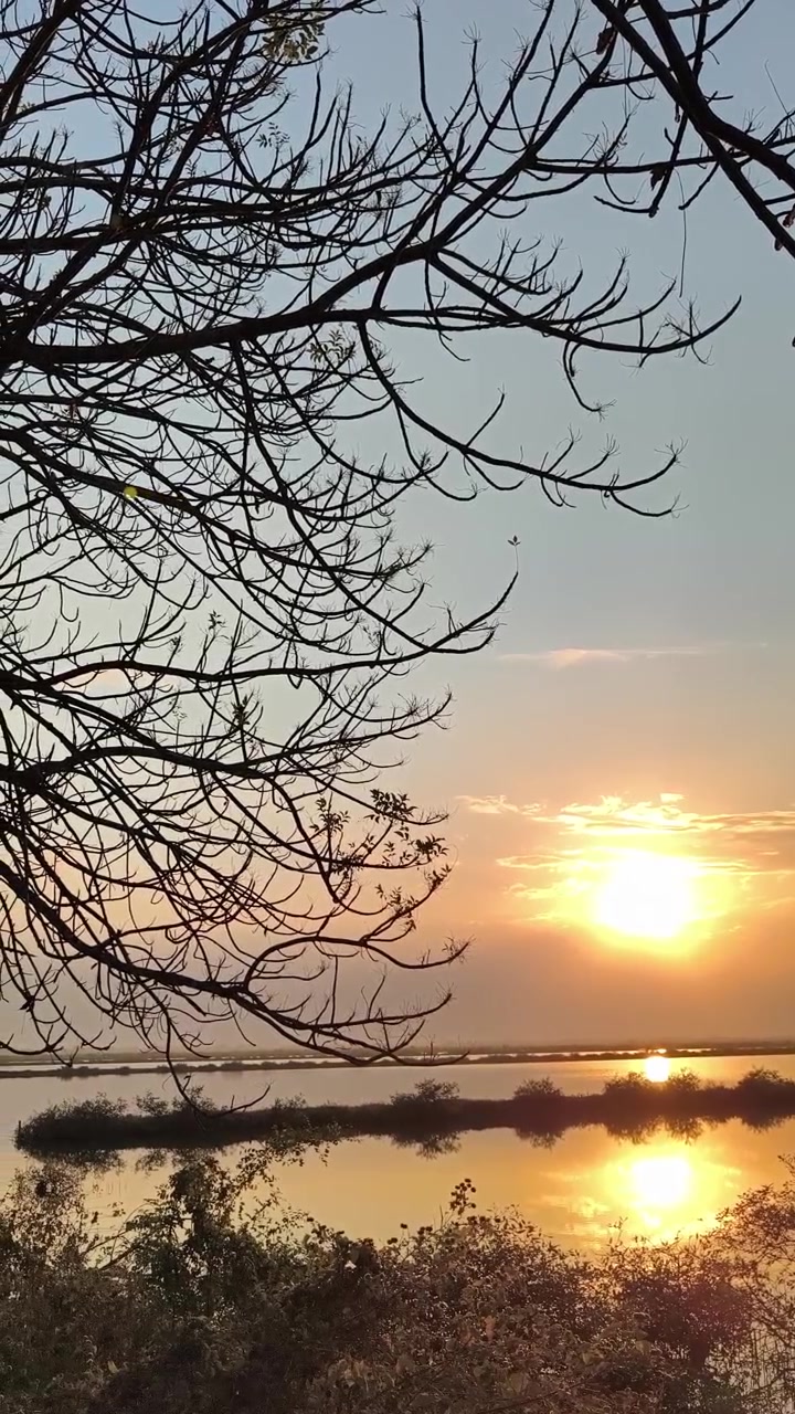 Matahari Terbenam Keemasan di Atas Danau Tenang dengan Ranting Pohon Siluet