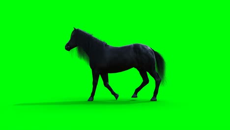 el caballo negro caminando. la animación realista de la pantalla verde.