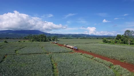 tractor moviéndose a lo largo de una plantación tropical en costa rica durante la cosecha de piña