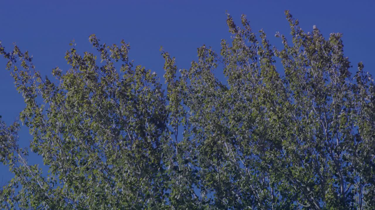 Overlay appearing after delay displaying ENCRYPTED DATA TRANSFER, advancing green bar for security