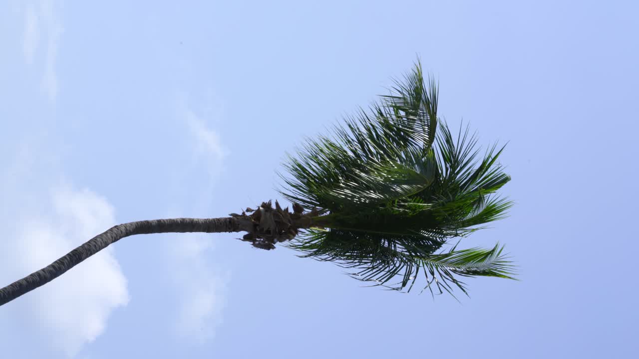 푸른 하늘을 배경으로 한 야자수