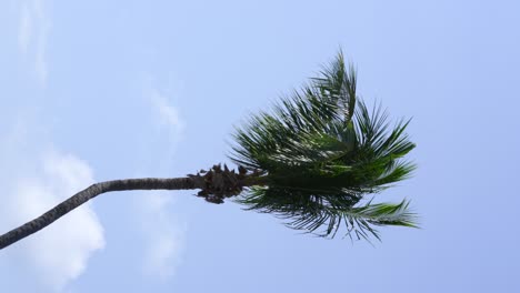 one palm tree against blue sky