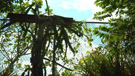 Slow-pan-shot-of-dragon-fruit-cactus-growing-on-T-stand-with-fence-in-the-background-surrounded-by-trees