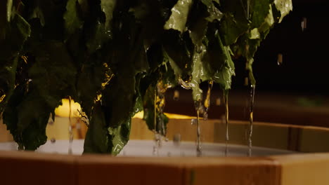 water pouring over herbal leaves in a wooden sauna bath
