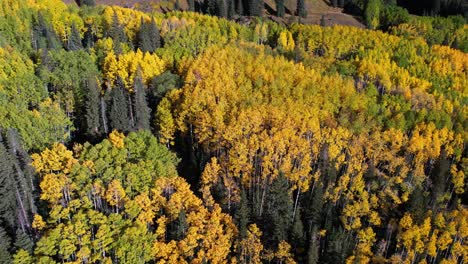 Aerial-View-of-Yellow-Aspen-and-Green-Pine-Trees-in-Forest-on-Sunny-Autumn-Day,-Colorado-USA