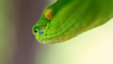 la víbora de labios blancos es una víbora venenosa endémica del sudeste asiático y a menudo se encuentra durante la noche esperando en una rama o rama de un árbol cerca de un cuerpo de agua con muchos alimentos