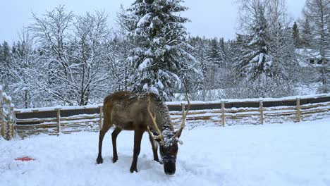 snowy reindeer standing on snow ground, on a cold, cloudy, winter day - rangifer tarandus - handheld, pull back, slow motion shot