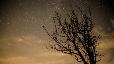 Blattloser-Baum-Mit-Sternenhimmel-Im-Hintergrund---Nachtzeitraffer-4k