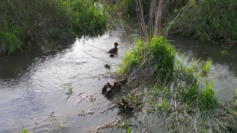 Aerial-view-of-Common-Merganser-and-ducklings-huddling-together-on-grassy-beach,-Hoover-Reservoir,-Ohio