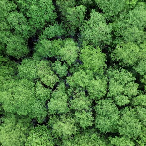 top view of wild forest