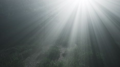 misty spring morning in pine tree forest