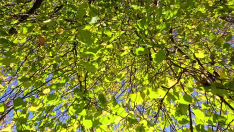 leaves changing color under a clear blue sky