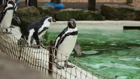 humboldt penguins at cwp clip 2