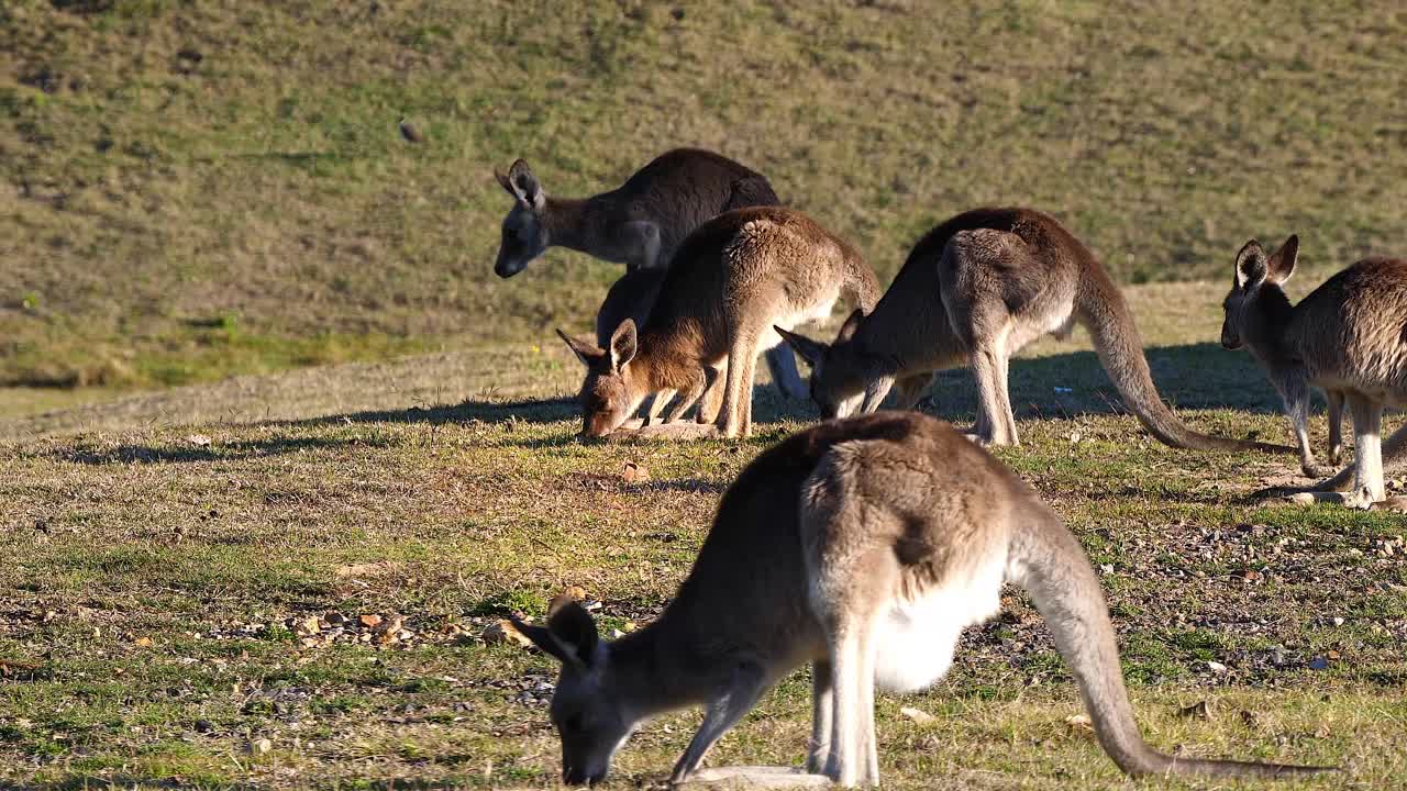 los canguros pastan en un campo abierto en australia 1
