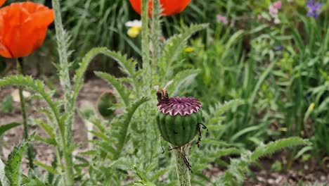 Bee-on-poppy--in-slight-breeze