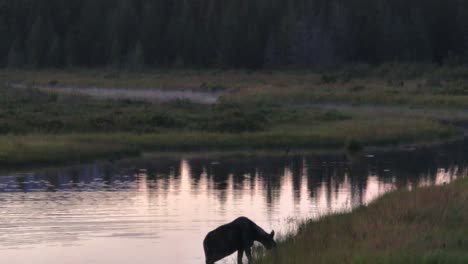 Alces-Pastando-De-Pie-En-La-Orilla-Del-Río-Tiro-Inclinado-Hacia-Arriba