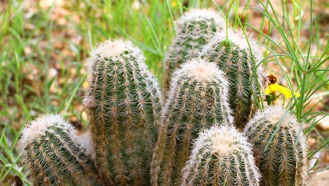 closeup video of cactus in texas