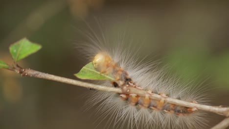 hairy caterpillar eating leaves on stem