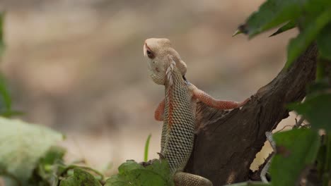 Lagarto-De-Jardín-Indio-Mirando-Vista-De-Cerca