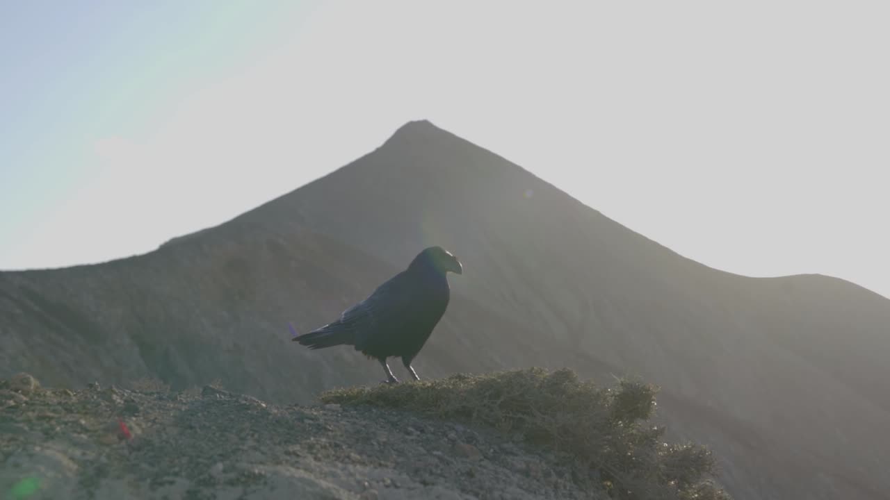 Raven in slow motion on the island of Fuerteventura of the Canary Islands, Spain.