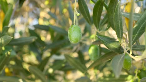 close-up of olives on branches in sunlight