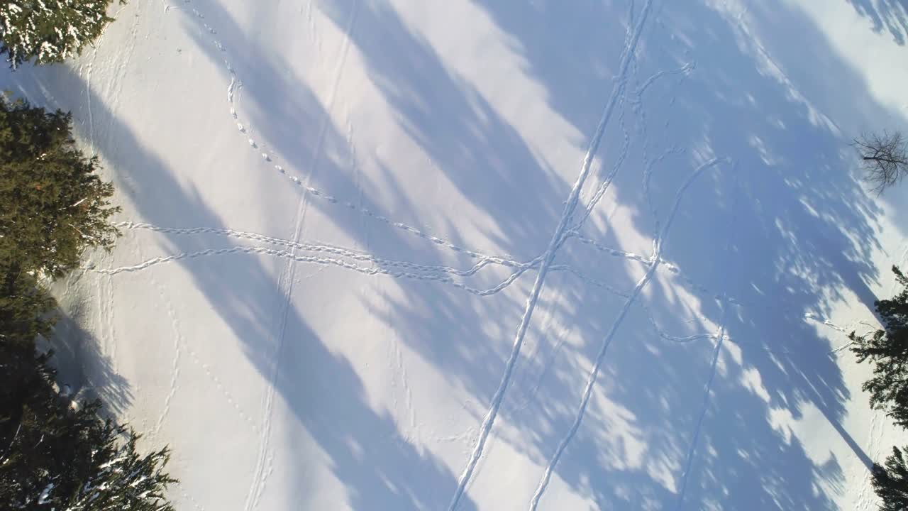 겨울 풍경 에 있는 바소나무 숲 4k