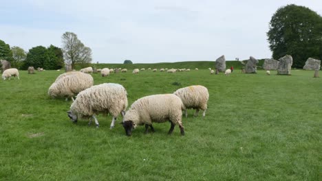 las ovejas pastando en el círculo de piedra de avebury, monumento neolítico inglaterra