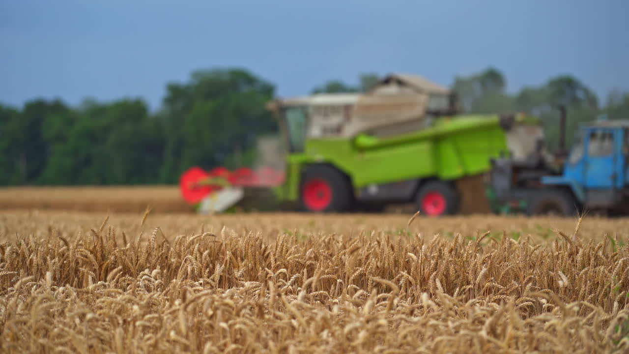 Full ripe wheat spikelets ready to be cut in the farmland. Harvesting machines riding at the backdrop in blur. Agricultural mechanisms picking crops and emitting dust.