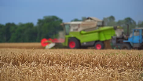 full ripe wheat spikelets ready to be cut in the farmland. harvesting machines riding at the backdrop in blur. agricultural mechanisms picking crops and emitting dust.