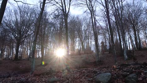 the cold embracing forests and the shadows and lights of the mountains