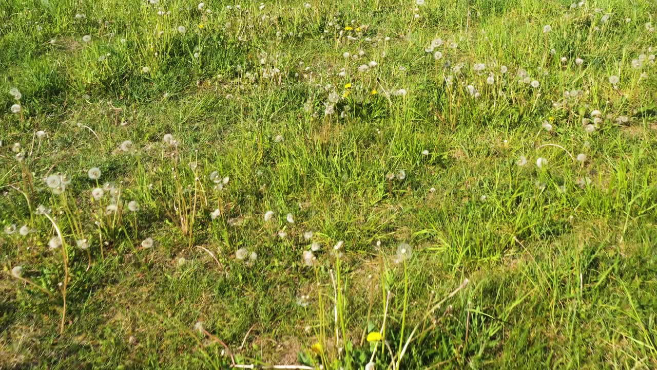 la pelusa del diente de león vuela y se arremolina en el aire por encima de la hierba alta, dolly inversa aérea