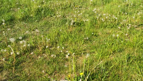 dandelion fluff flies and swirls in air above tall grass, aerial reverse dolly