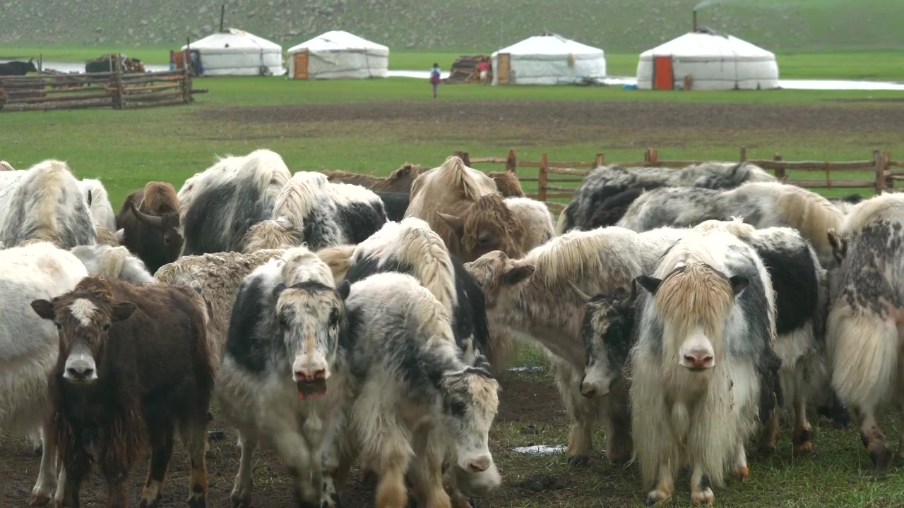Mandria di yak al pascolo in un paesaggio della steppa mongola