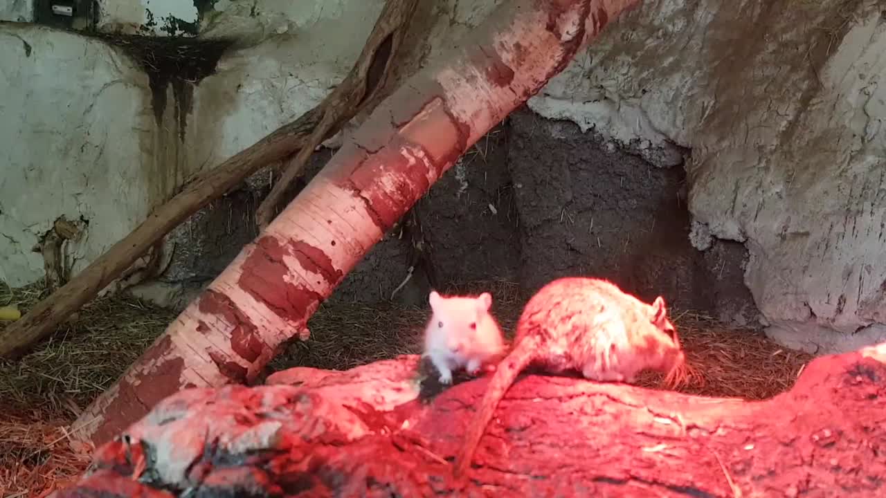 놀고 뛰어다니는 몽골리안 게르빌쥐