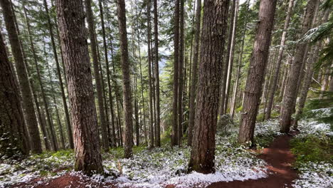 looking down through snowy dense mountain woodland pine tree forest