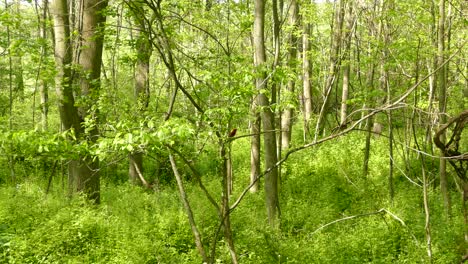 tangara escarlata encaramada en una rama en medio de un bosque verde y soleado, tiro estático