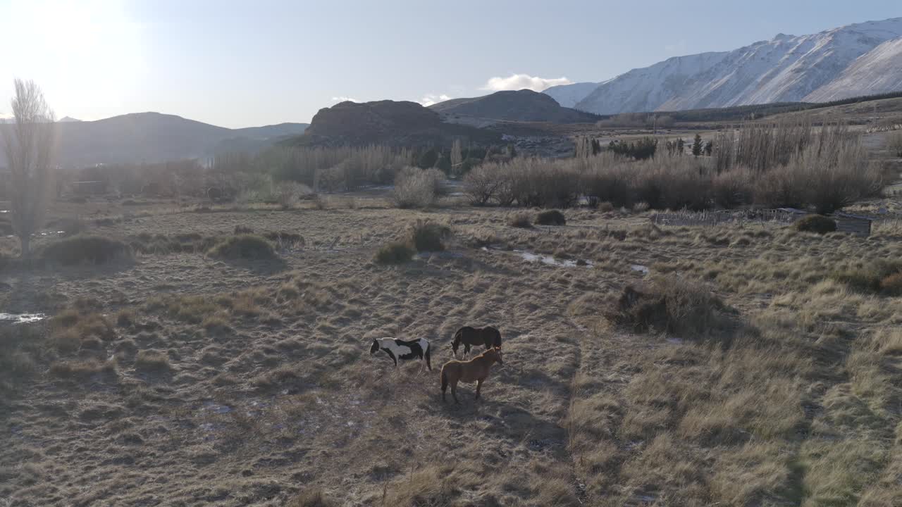 Backward drone movement from some horses grazing in rural and grassy Patagonian landscape with mountains, Patagonia, Argentina