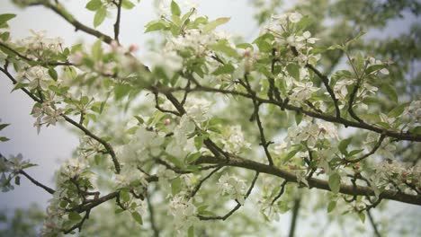 Almond Blossoms Dancing in Garden Wind
