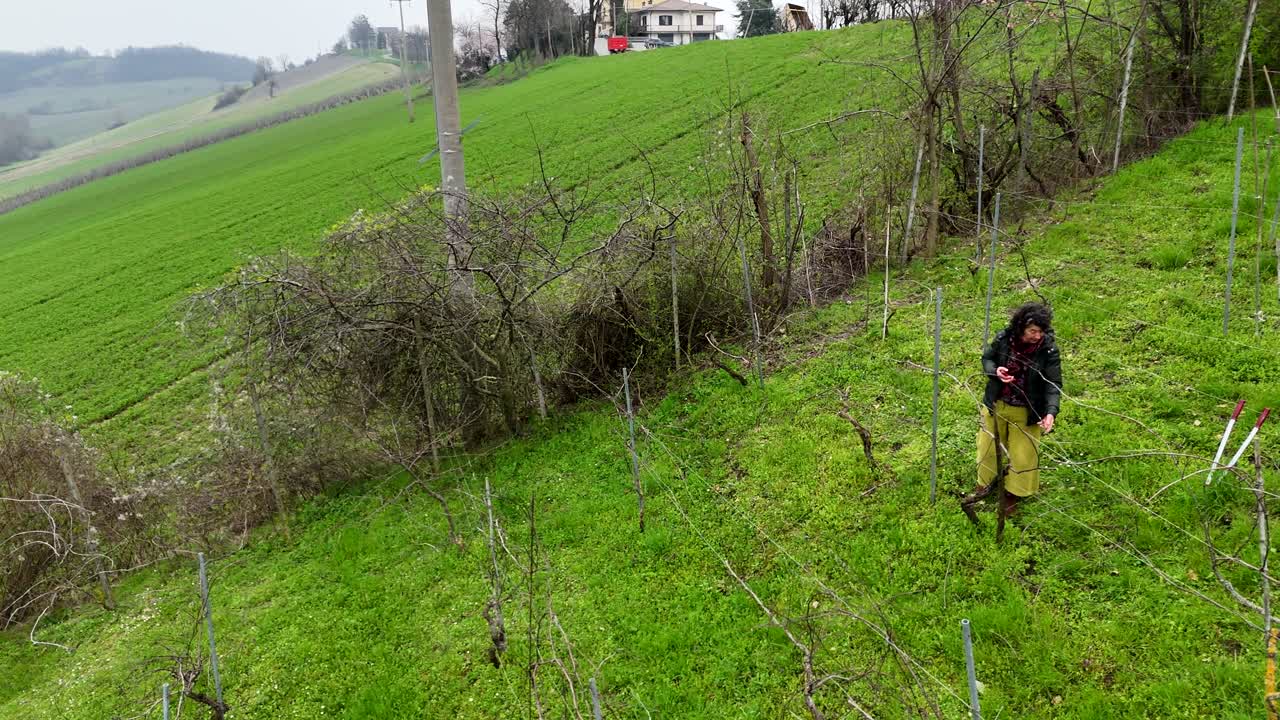 In winter, a woman carefully prunes and ties grapevines to prepare them for spring growth—an essential task in vineyard care that shapes the future harvest