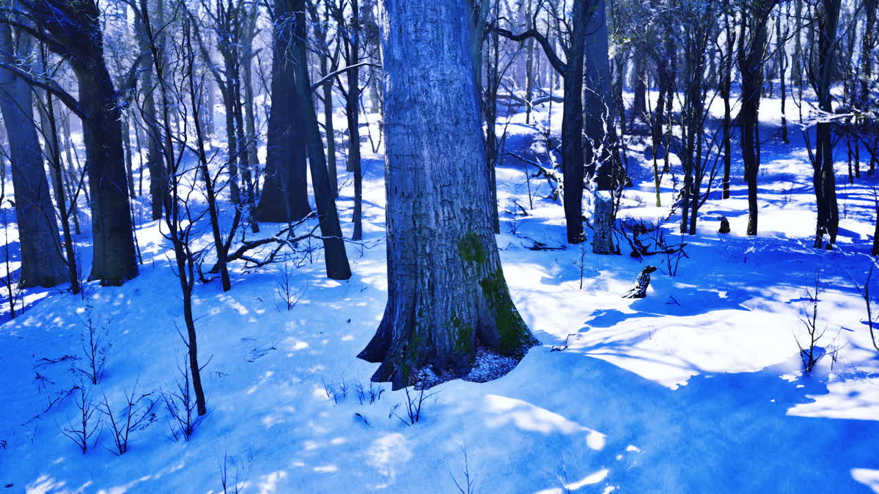 Winter forest landscape with snow covered trees under bright clear sky